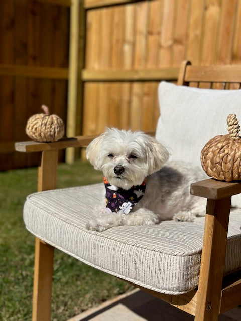 Ghostly Halloween Fun Bandana!